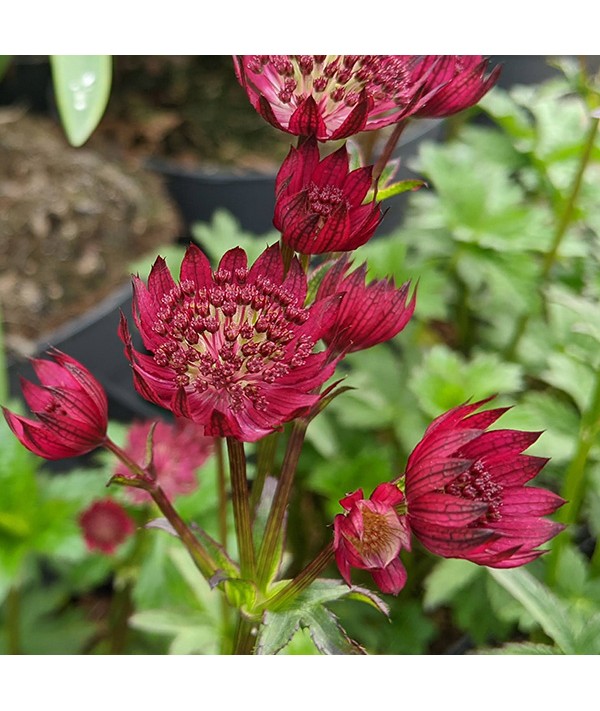 Astrantia major Ruby Wedding (0.9lt)