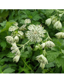 Astrantia major Superstar (0.8lt)
