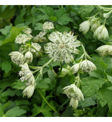 Astrantia major Superstar (0.8lt)