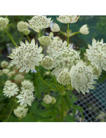 Astrantia major Superstar (0.8lt)