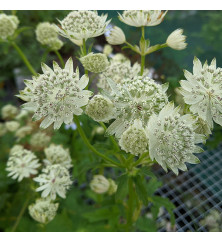 Astrantia major Superstar (0.8lt)
