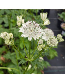 Astrantia major involucrata Shaggy (0.8lt)