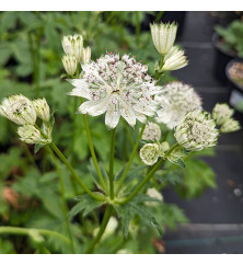 Astrantia major involucrata Shaggy (0.8lt)