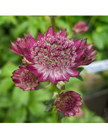 Astrantia major Star of Love (1lt)