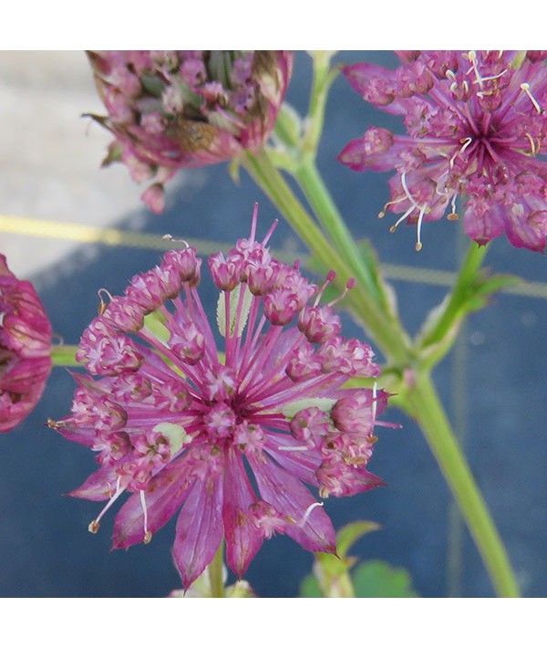 Astrantia Star of Passion (1lt)