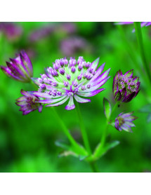 Astrantia major Star of Love (1lt) Astrantia major Star of Love (1lt)