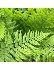 Athyrium filix-femina (1lt and 9cm)