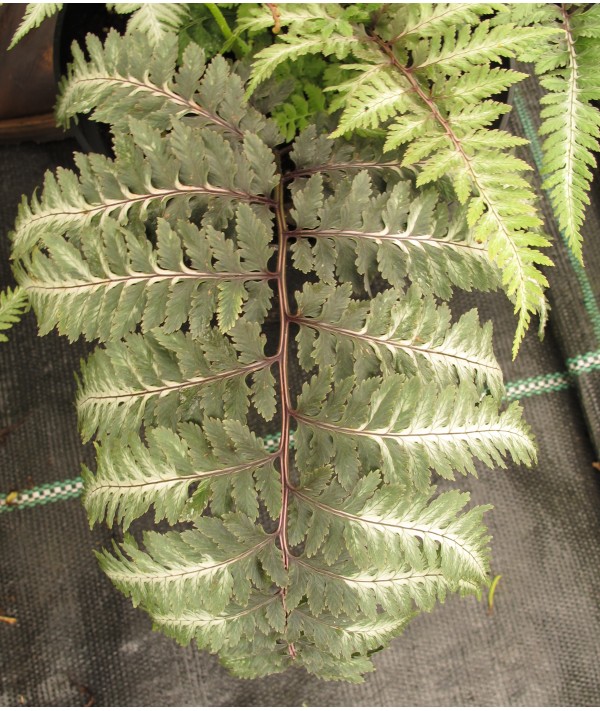 Athyrium niponicum metalicum (1.5lt) Athyrium niponicum metalicum (1.5lt)