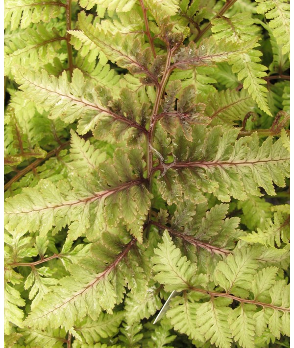 Athyrium niponicum pictum Red Beauty (2lt)