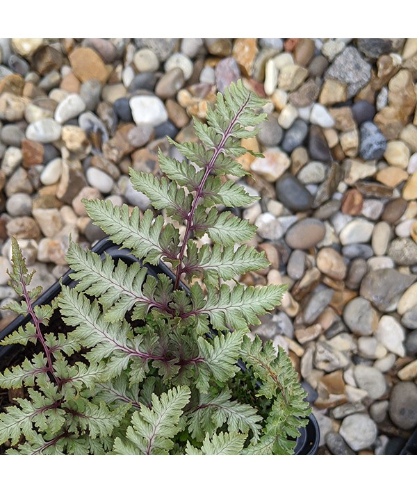 Athyrium niponicum Burgundy Lace (1.5lt)