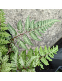 Athyrium niponicum Silver Falls (1.5lt) Athyrium niponicum Silver Falls (1.5lt)