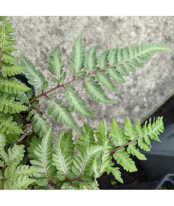 Athyrium niponicum Silver Falls (1.5lt) Athyrium niponicum Silver Falls (1.5lt)