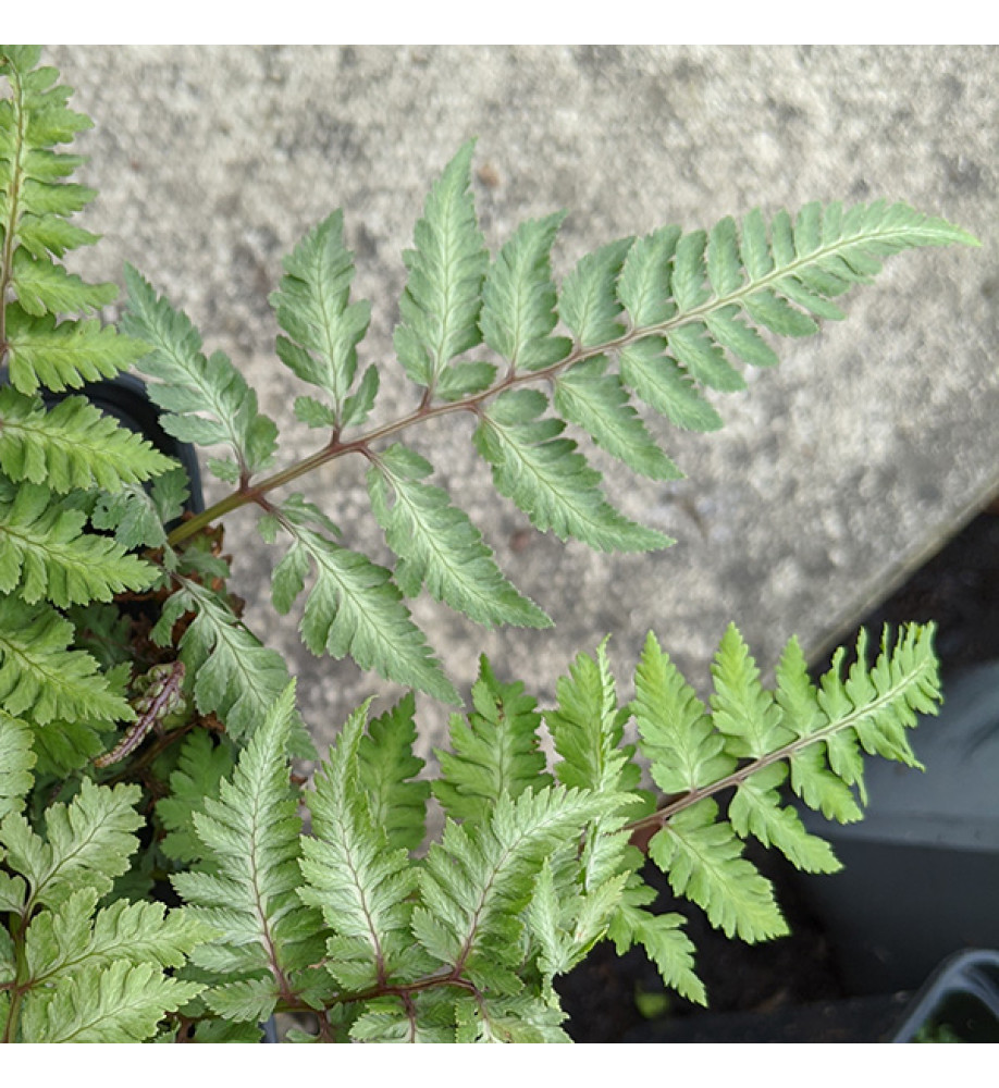 Athyrium niponicum Silver Falls (1.5lt)