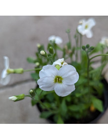 Aubrieta Axcent White (0.7lt)