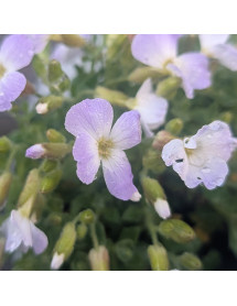 Aubrieta gracilis Florado Blue Bicolour (9cm)