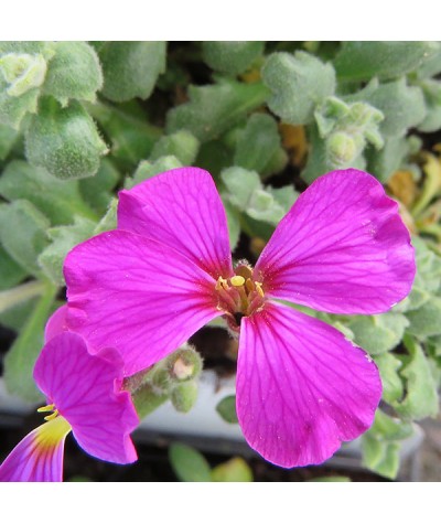 Aubrieta canescens Cascade Red (9cm)