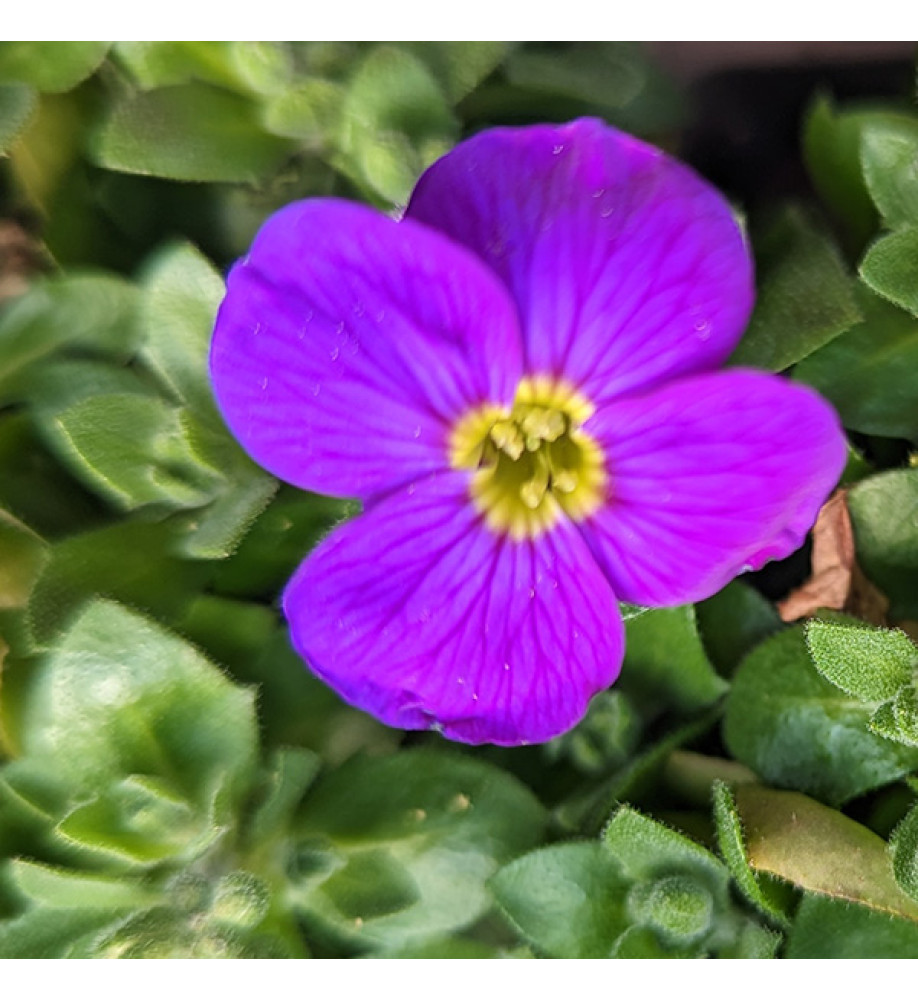 Aubrieta Glacier Sky Blue (1lt)