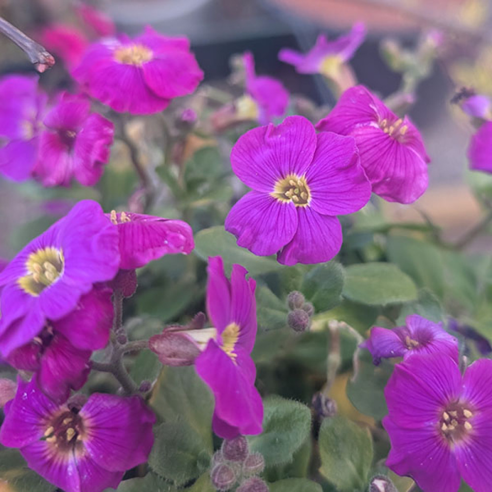 Aubrieta Glacier Violet (1lt)