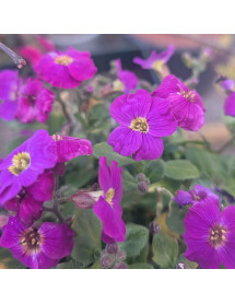 Aubrieta Glacier Violet (1lt)