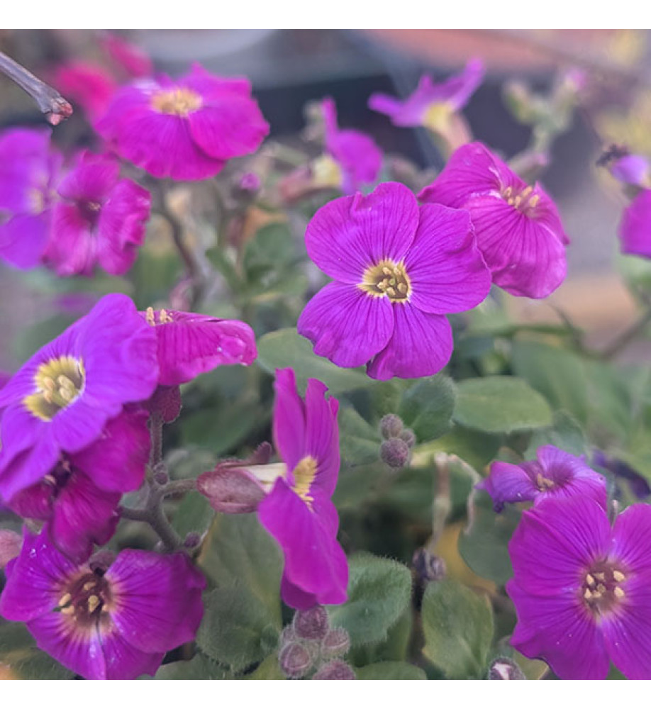 Aubrieta Glacier Violet (1lt)