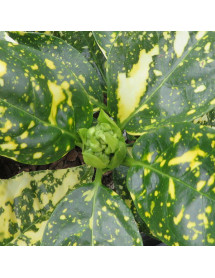 Aucuba japonica Pepperspot (3lt) Aucuba japonica Pepperspot (3lt)