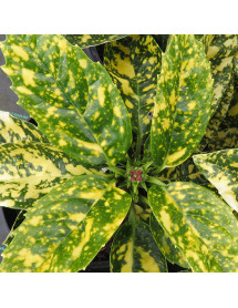 Aucuba japonica Pepperspot (3lt)