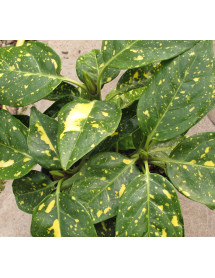 Aucuba japonica Picturata (3lt) Aucuba japonica Picturata (3lt)
