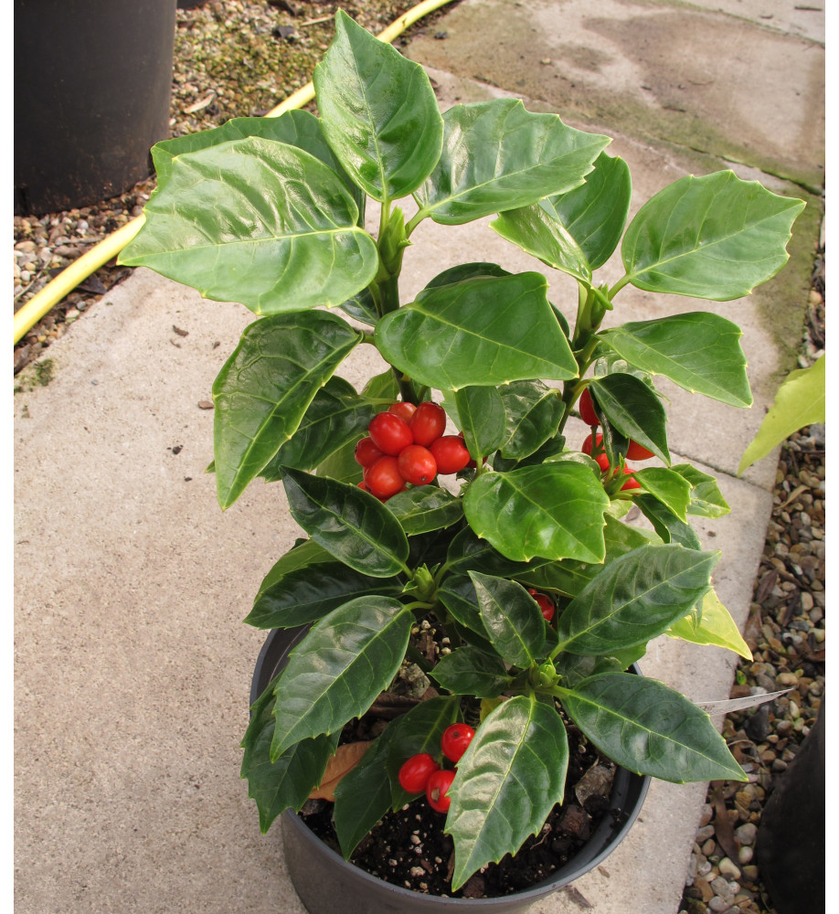 Aucuba japonica Rozannie (3lt)