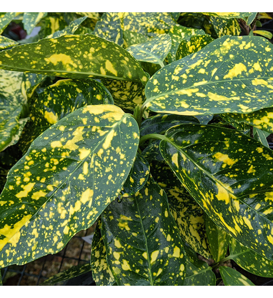 Aucuba japonica Variegata (3lt)