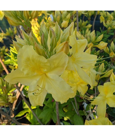 Rhododendron (Azalea) Anneke (7.5lt)