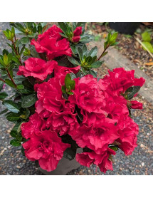 Rhododendron (Azalea) Encore Autumn Fire (5lt)