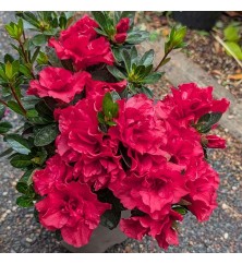 Rhododendron (Azalea) Encore Autumn Fire (5lt)