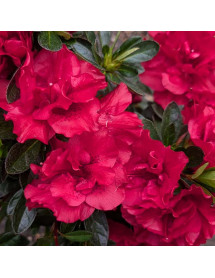 Rhododendron (Azalea) Encore Autumn Fire (5lt) Rhododendron (Azalea) Encore Autumn Fire (5lt)