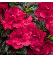 Rhododendron (Azalea) Encore Autumn Fire (5lt) Rhododendron (Azalea) Encore Autumn Fire (5lt)