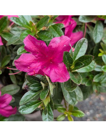 Rhododendron (Azalea) Encore Autumn Prince (5lt) Rhododendron (Azalea) Encore Autumn Prince (5lt)
