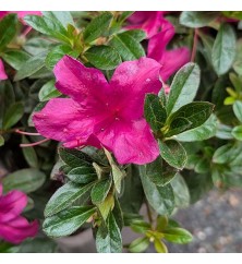 Rhododendron (Azalea) Encore Autumn Prince (5lt) Rhododendron (Azalea) Encore Autumn Prince (5lt)