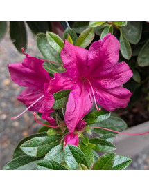 Rhododendron (Azalea) Encore Autumn Prince (5lt)