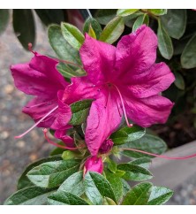 Rhododendron (Azalea) Encore Autumn Prince (5lt)