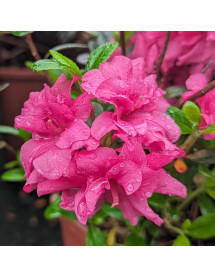 Rhododendron (Azalea) Hachmanns Rokoko (4.5lt)