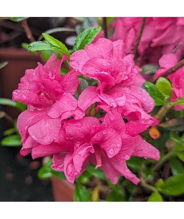 Rhododendron (Azalea) Hachmanns Rokoko (4.5lt)
