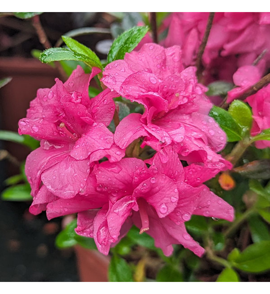 Rhododendron (Azalea) Hachmanns Rokoko (4.5lt)