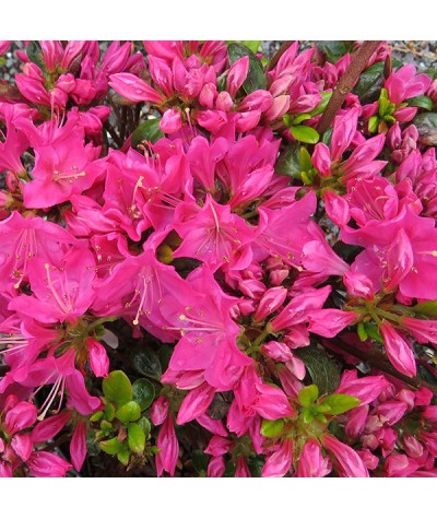 Rhododendron (Azalea) Kermesinum (2lt)