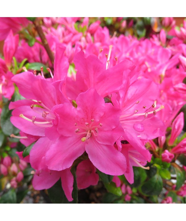 Rhododendron (Azalea) Kermesinum (2lt)