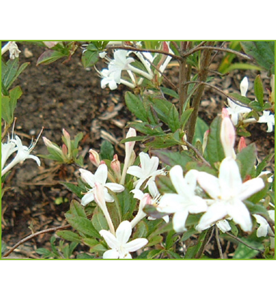 Rhododendron (Azalea) Snowbird (7.5lt)