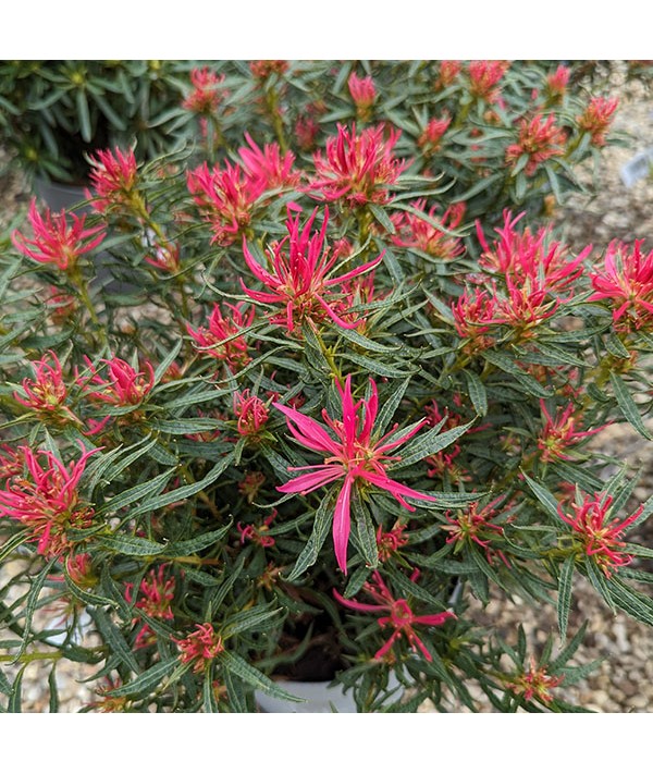 Rhododendron (Azalea) Star Style Pink (3lt)