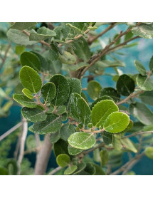 Azara dentata (12lt)