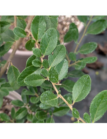 Azara dentata (12lt)