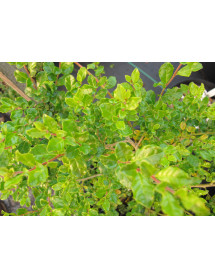 Azara microphylla (12lt airpot) Azara microphylla (12lt airpot)