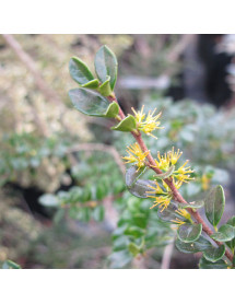 Azara microphylla (40lt) Azara microphylla (40lt)