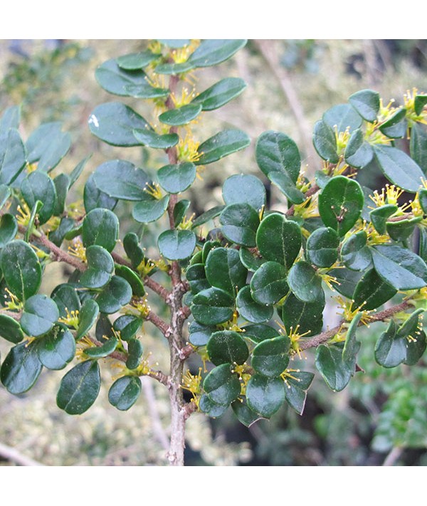 Azara microphylla (35lt)